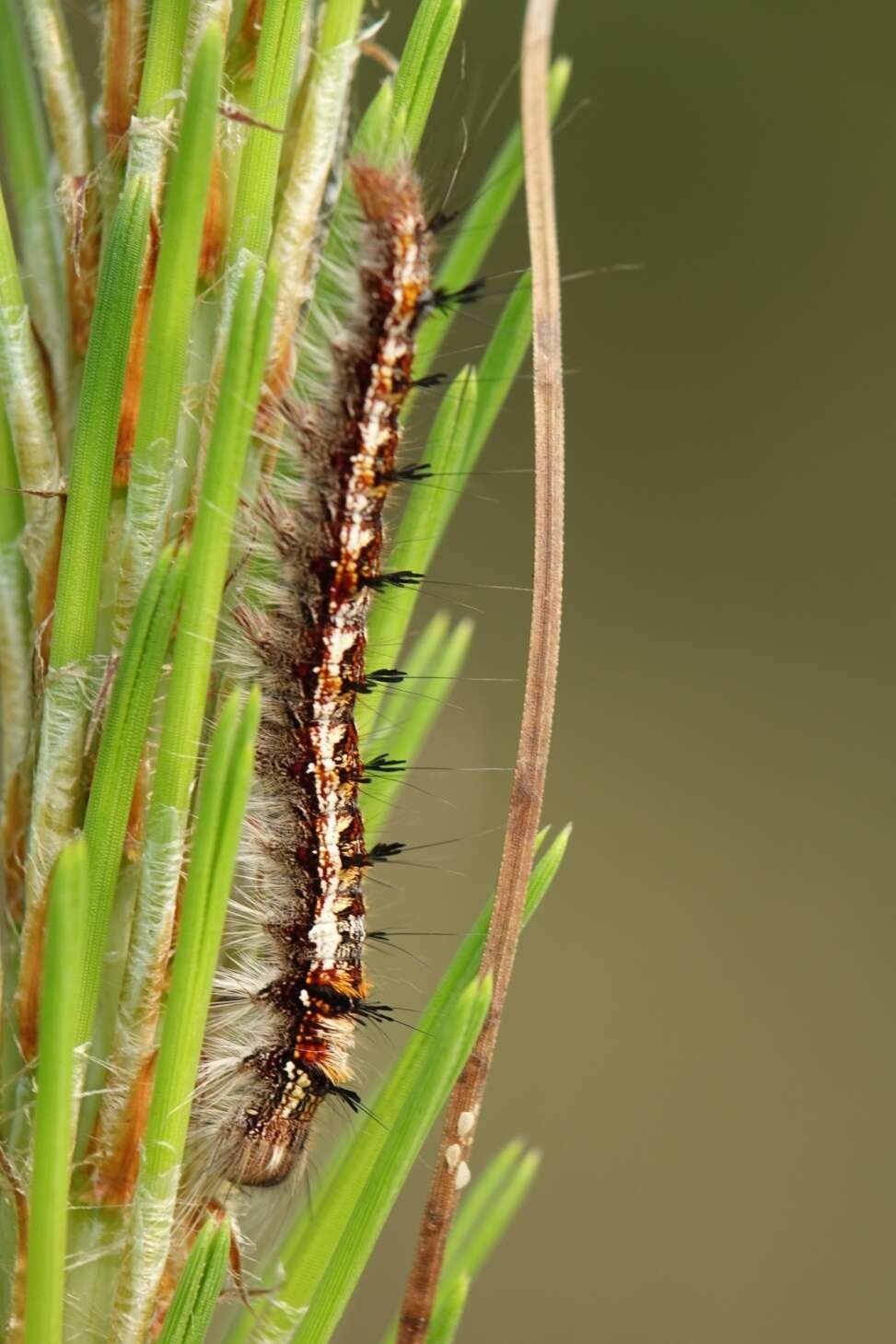 Image of Dendrolimus punctata Walker 1855