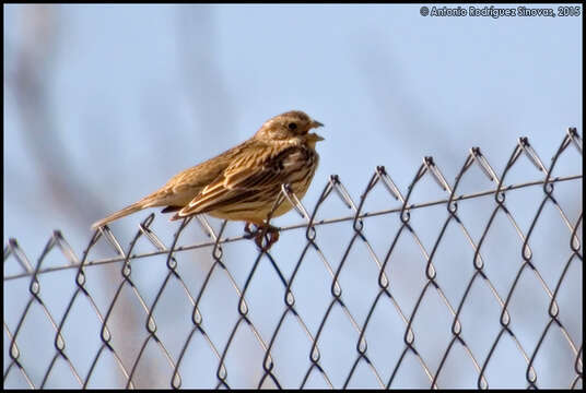 Image of Corn Bunting