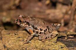 Image of Leptobrachella ventripunctata (Fei, Ye & Li ex Fei, Ye & Huang 1990)