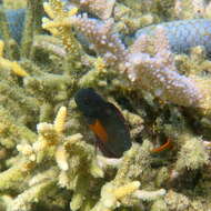 Image of Brown coral blenny