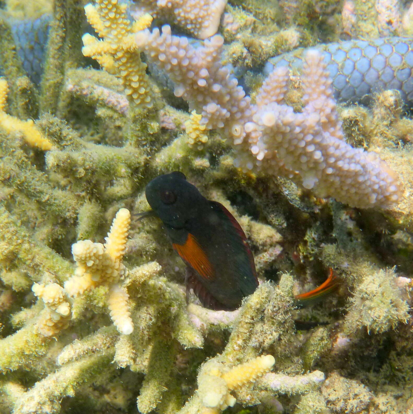 Image of Brown coral blenny