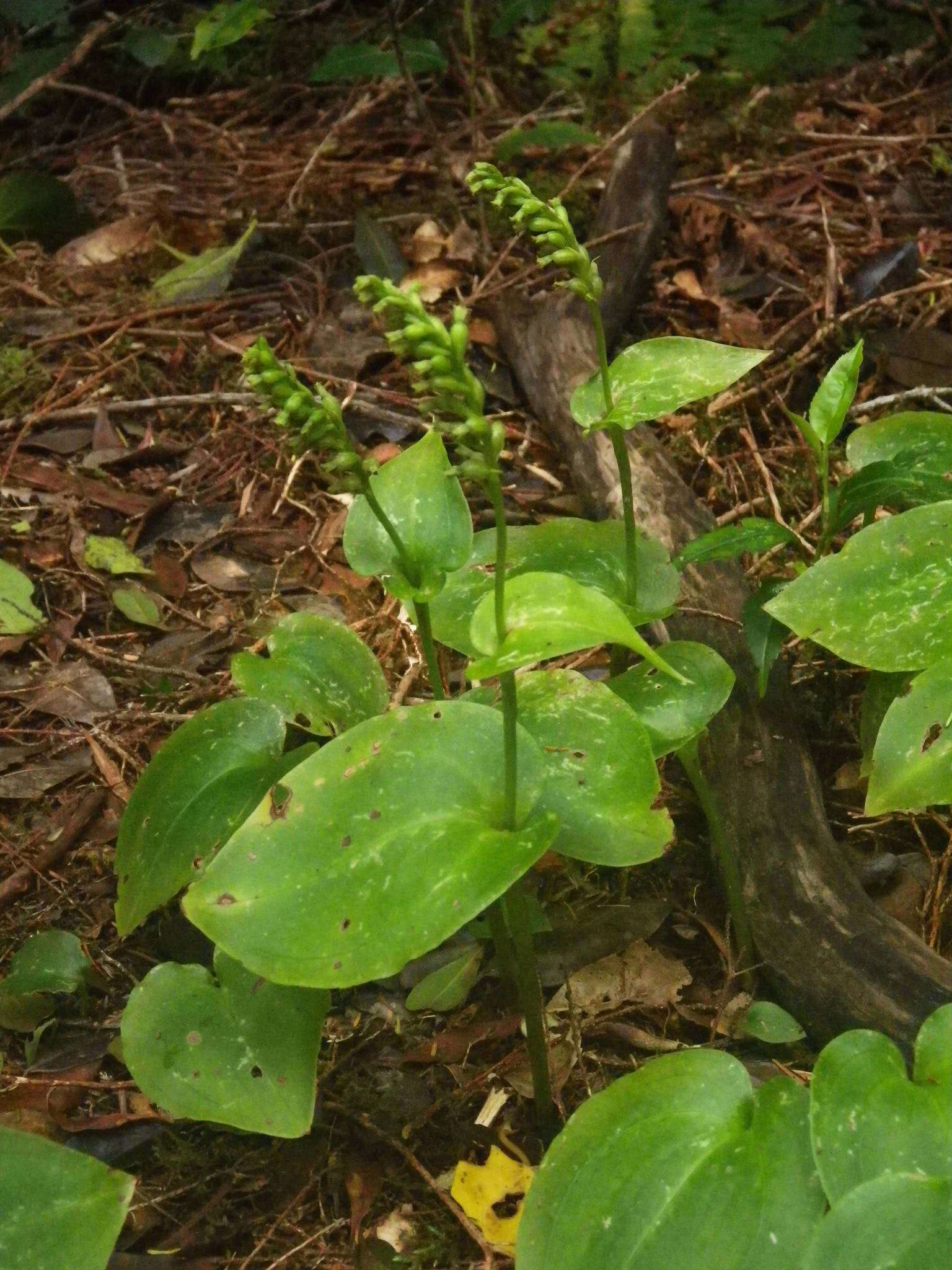 Image of Gennaria diphylla (Link) Parl.