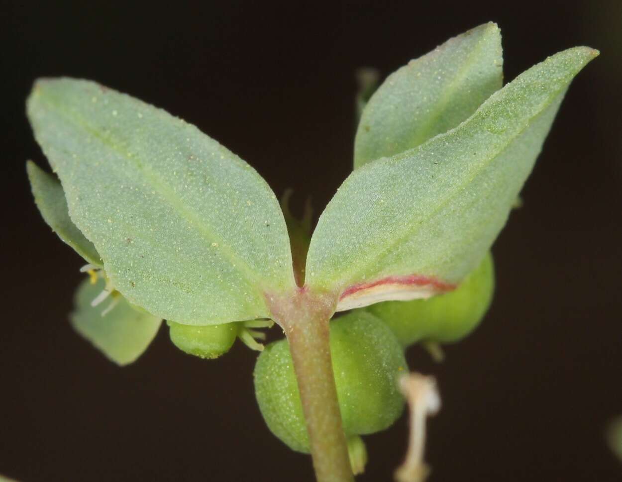 Слика од Euphorbia peplidion Engelm.