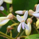 Image of Xanthophyllum zeylanicum R. Van der Meijden