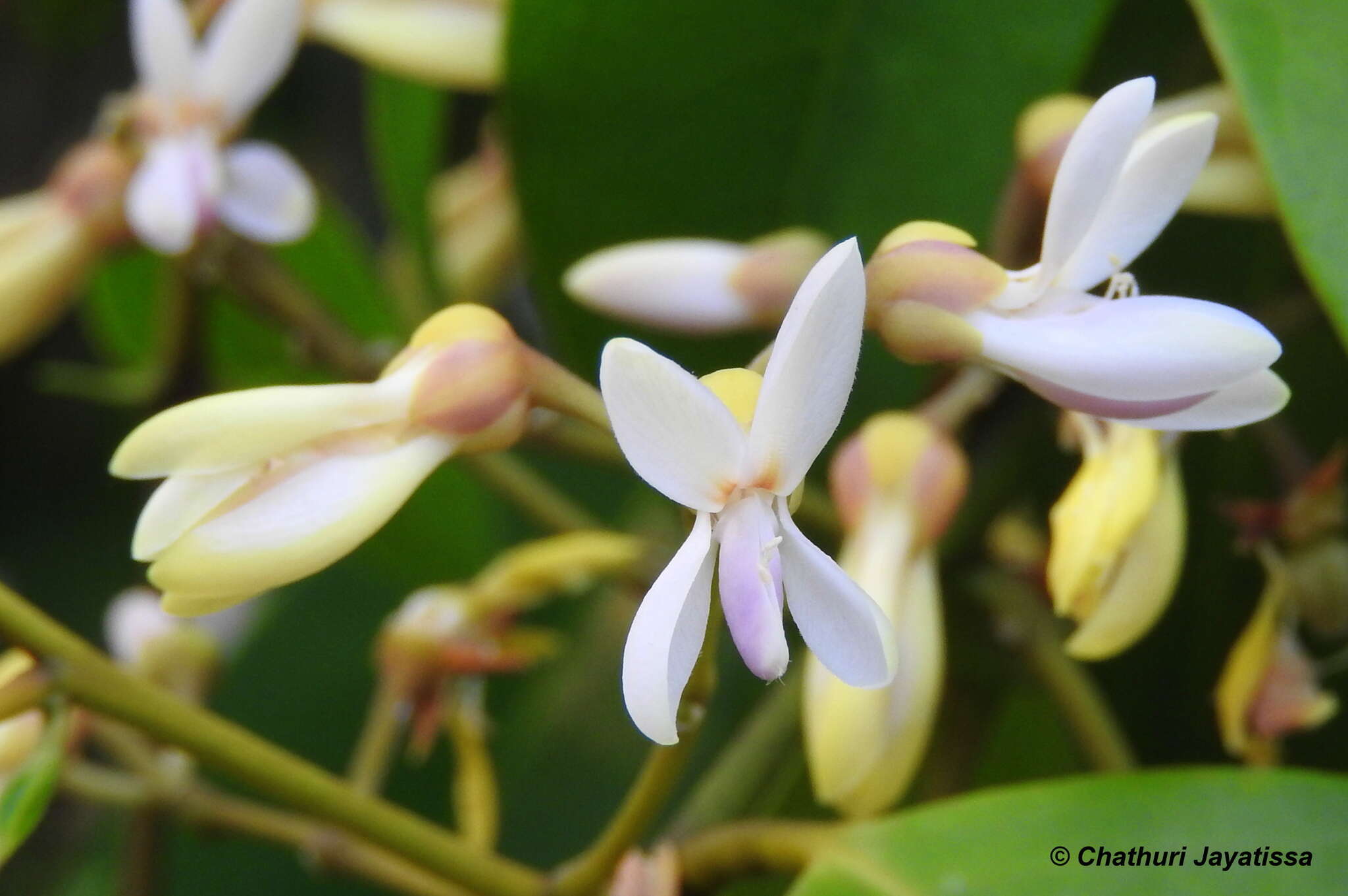 Imagem de Xanthophyllum zeylanicum R. Van der Meijden