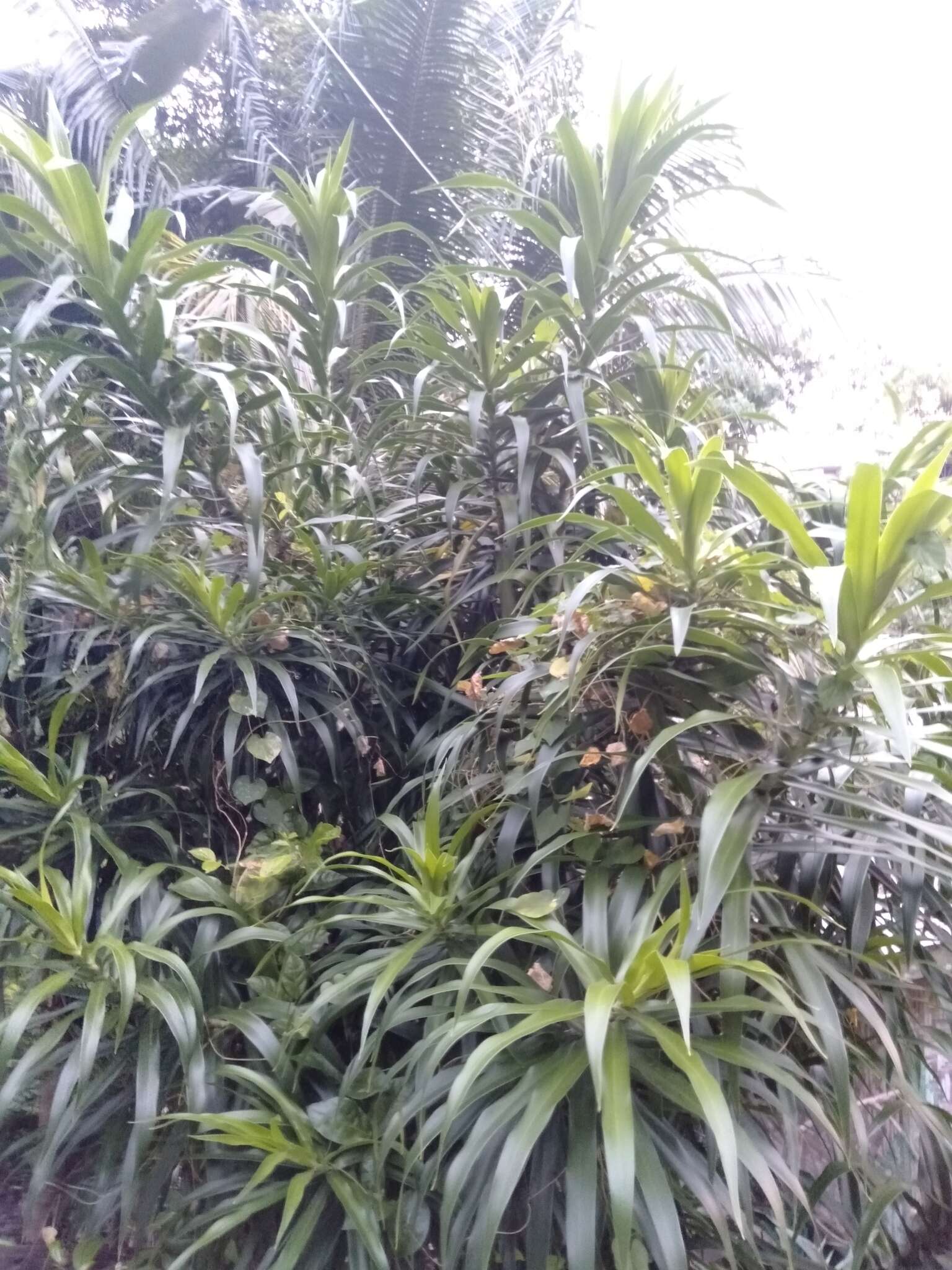 Слика од Dracaena angustifolia (Medik.) Roxb.