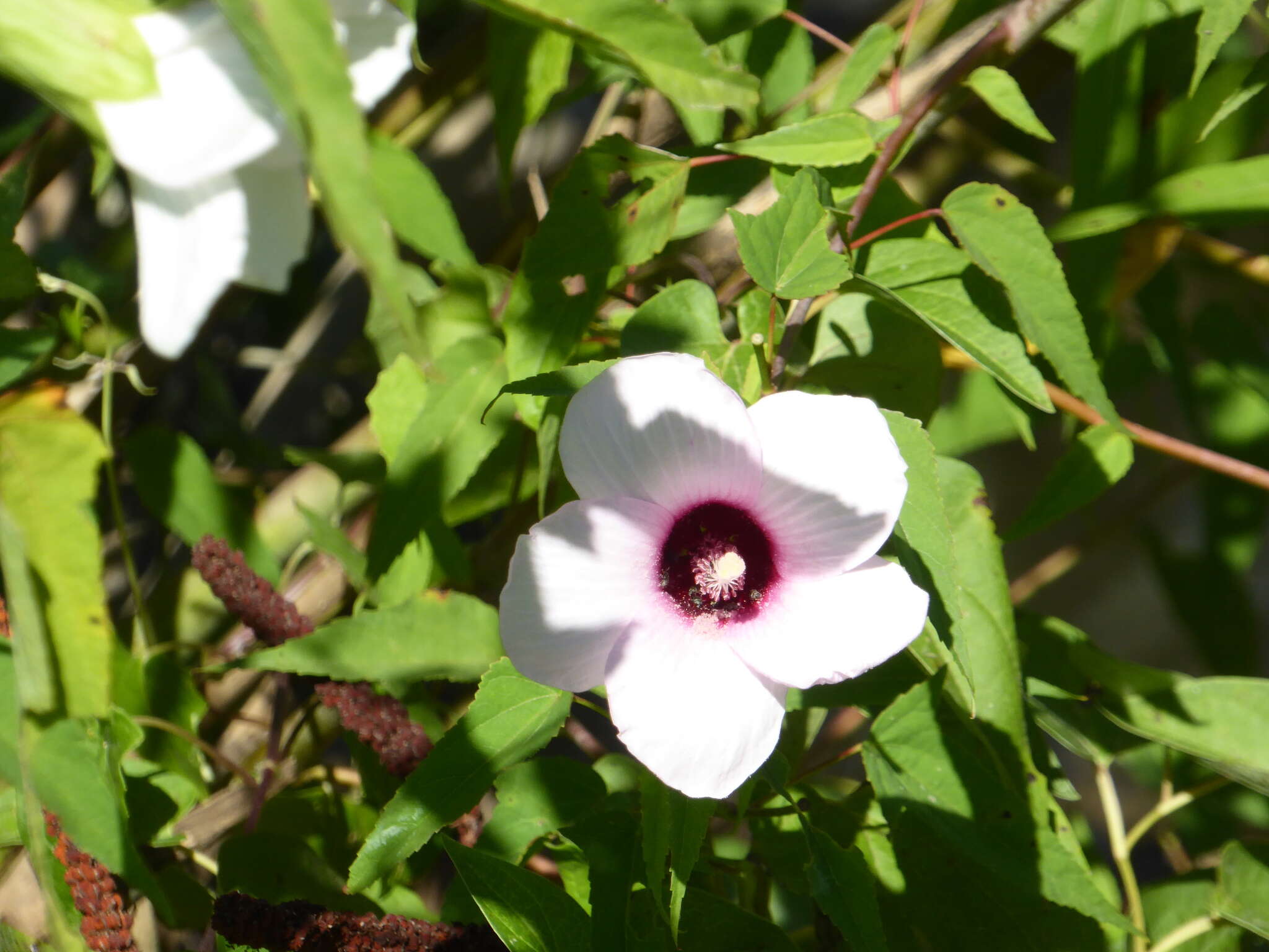 Image of halberdleaf rosemallow