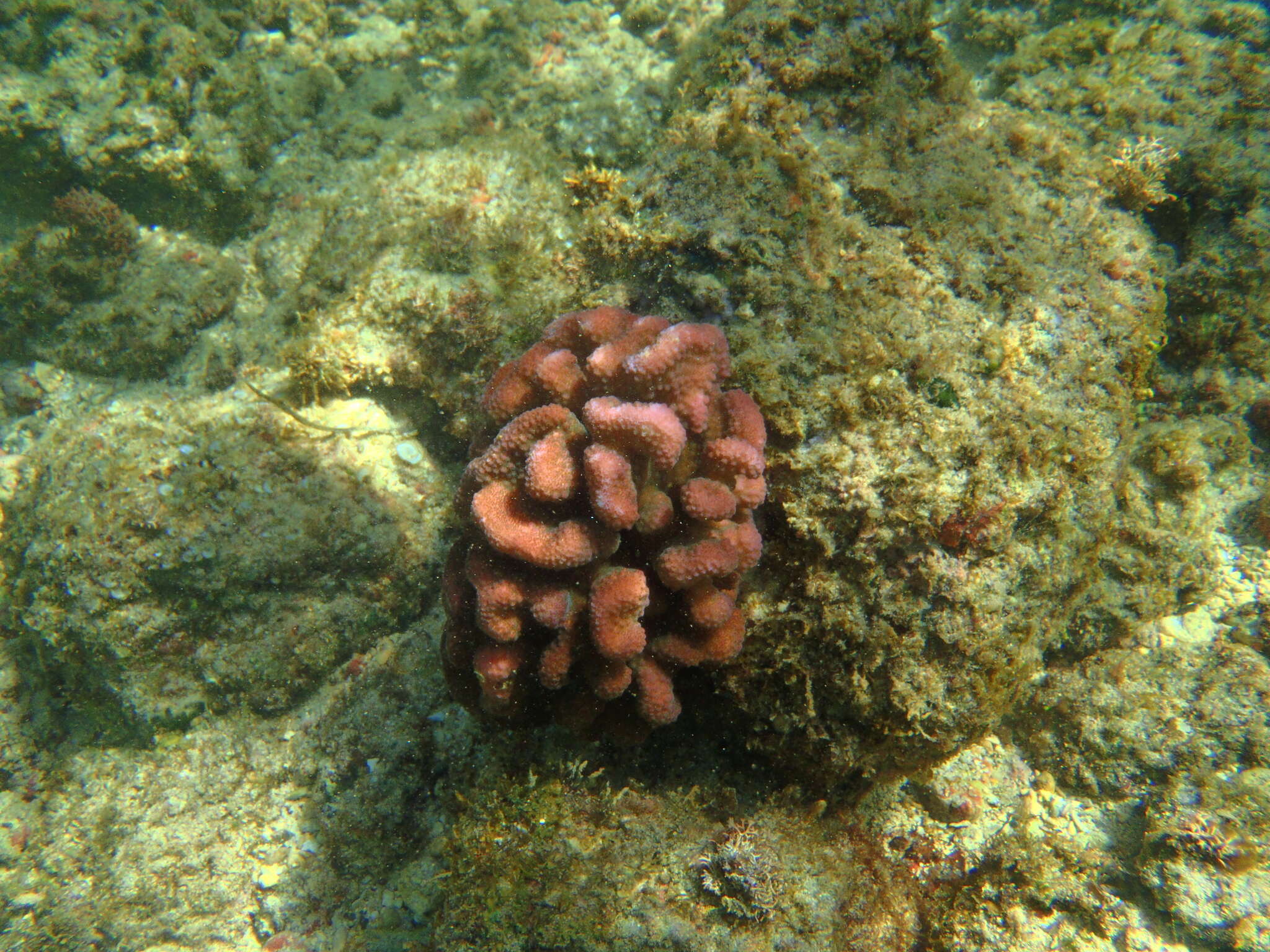 Слика од Pocillopora meandrina Dana 1846