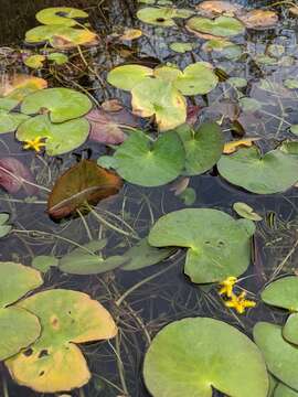 Image of Nymphoides grayanum (Griseb.) Kuntze