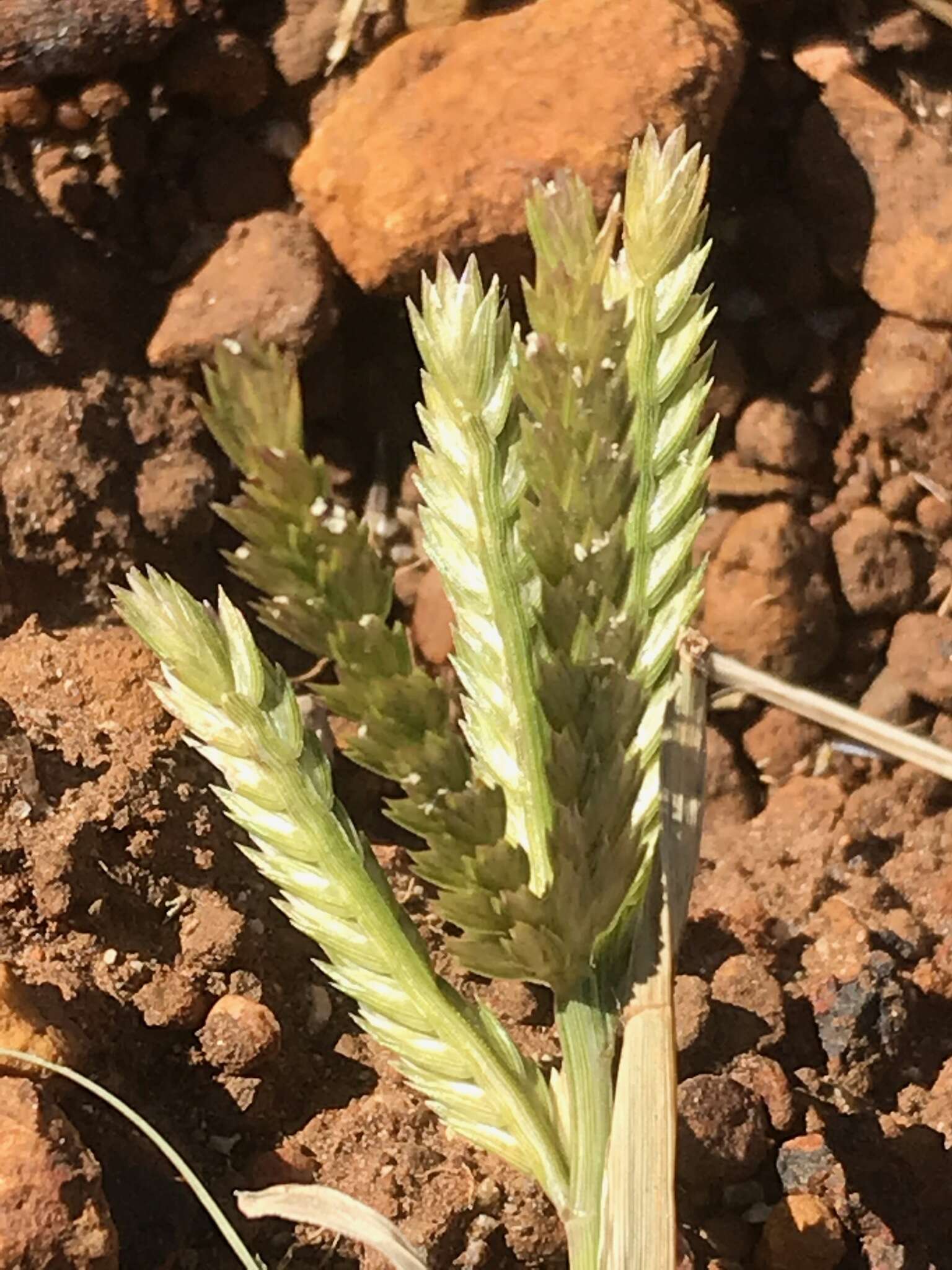 Plancia ëd Eleusine coracana (L.) Gaertn.