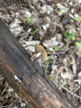 Image of Heliocybe