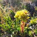 Image of Sempervivum wulfenii Hoppe ex Mert. & Koch