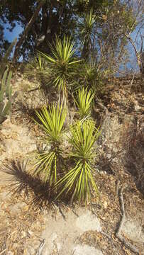 Image of Yucca capensis L. W. Lenz