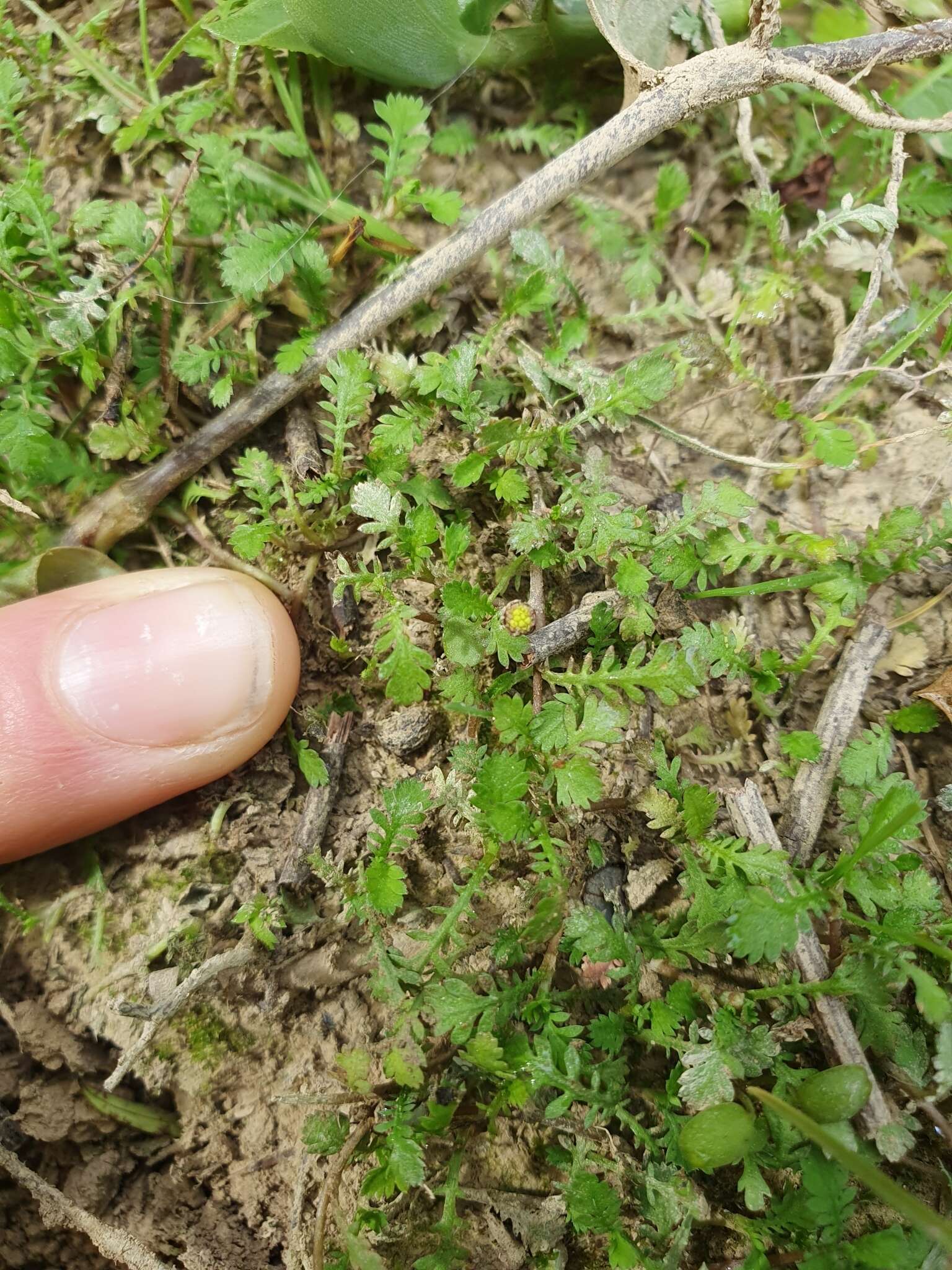 Image of Leptinella nana (D. Lloyd) D. G. Lloyd & C. J. Webb