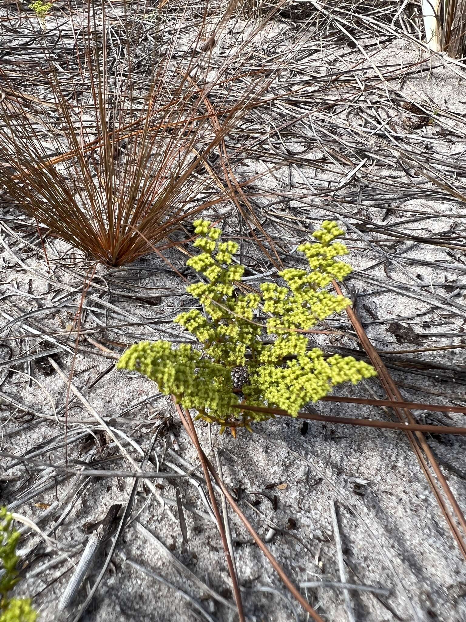 صورة Paronychia chartacea var. chartacea