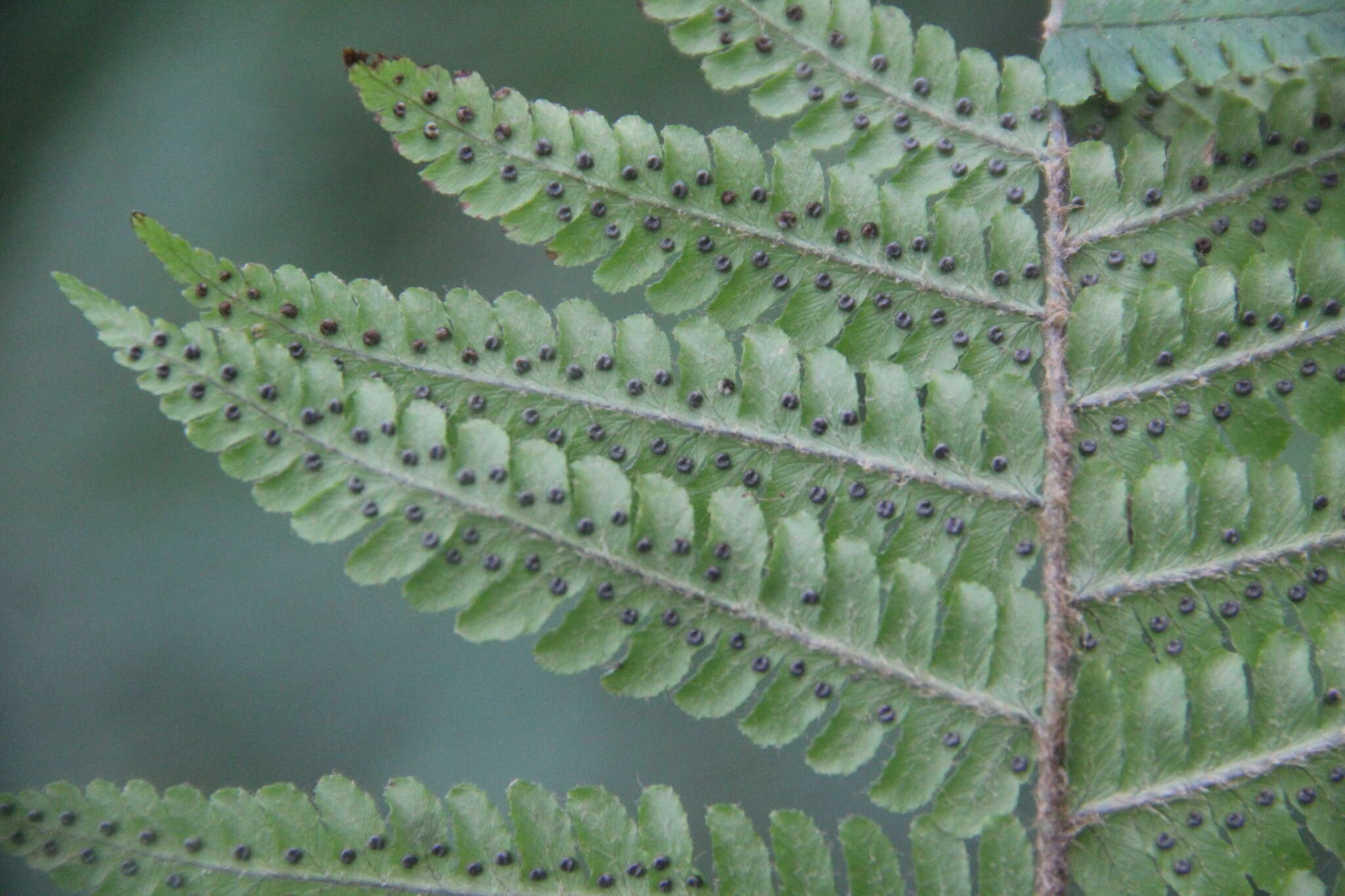 Image of Dryopteris crassirhizoma Nakai