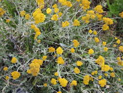 Image of Helichrysum cymosum subsp. cymosum