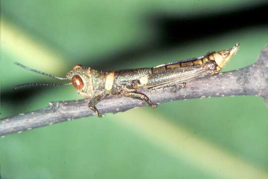 Image of Hyleacris