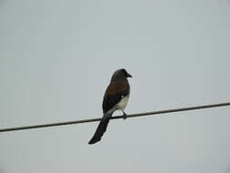 Image of Grey Treepie