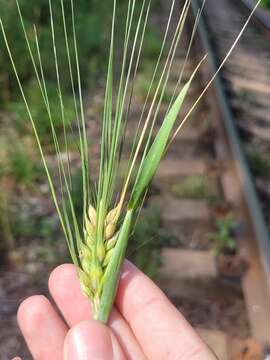 Image of Hordeum vulgare subsp. vulgare