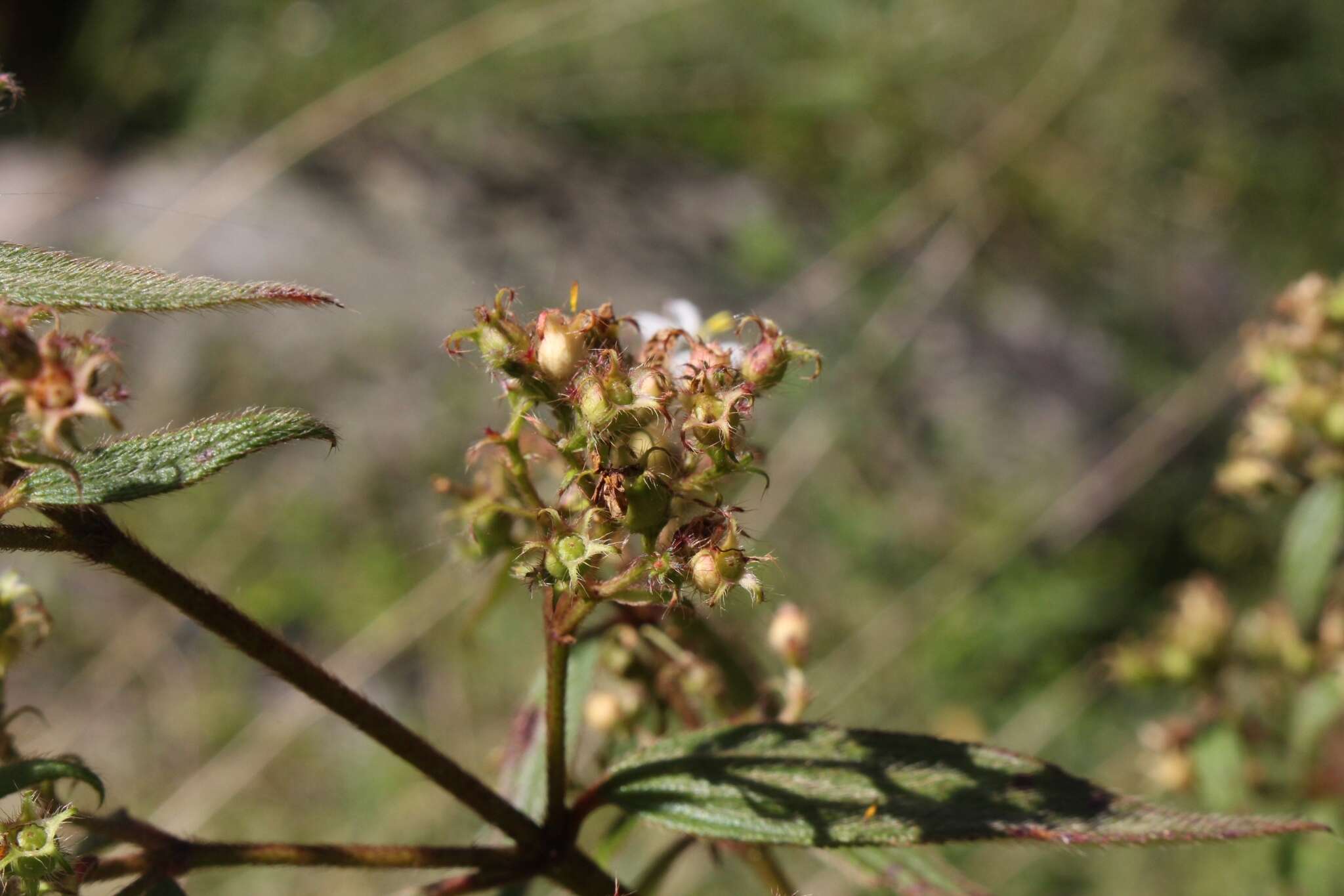 Pleroma longifolium (Vahl) Triana的圖片