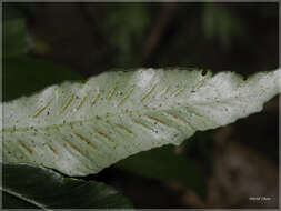 Image of Asplenium griffithianum Hook.