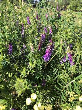 Imagem de Vicia villosa subsp. varia (Host) Corb.