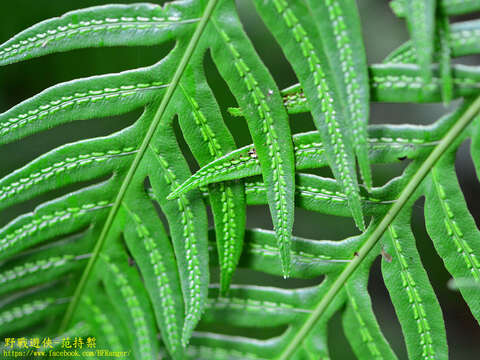 Image of Woodwardia prolifera Hook. & Arn.