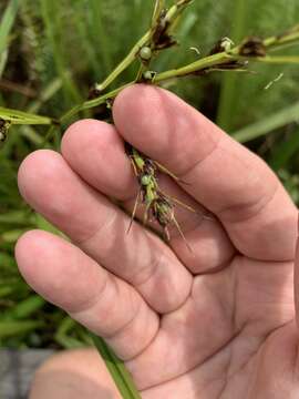 صورة Scleria lacustris C. Wright