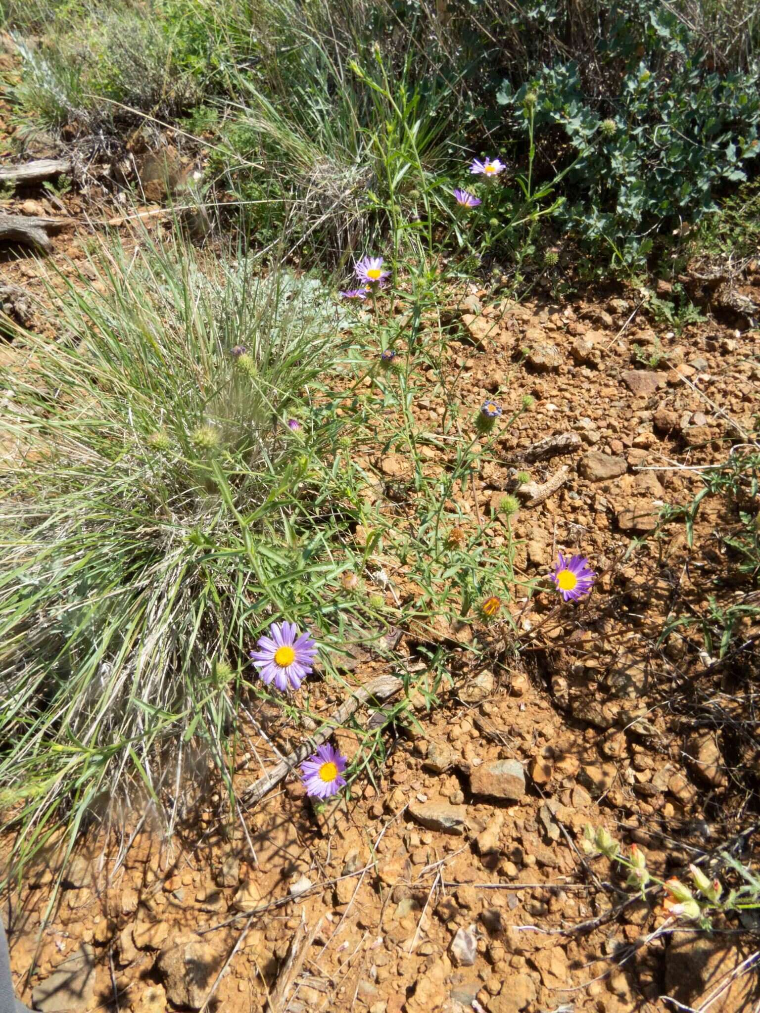 Image of fall tansyaster