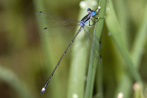 Слика од Lestes tenuatus Rambur 1842