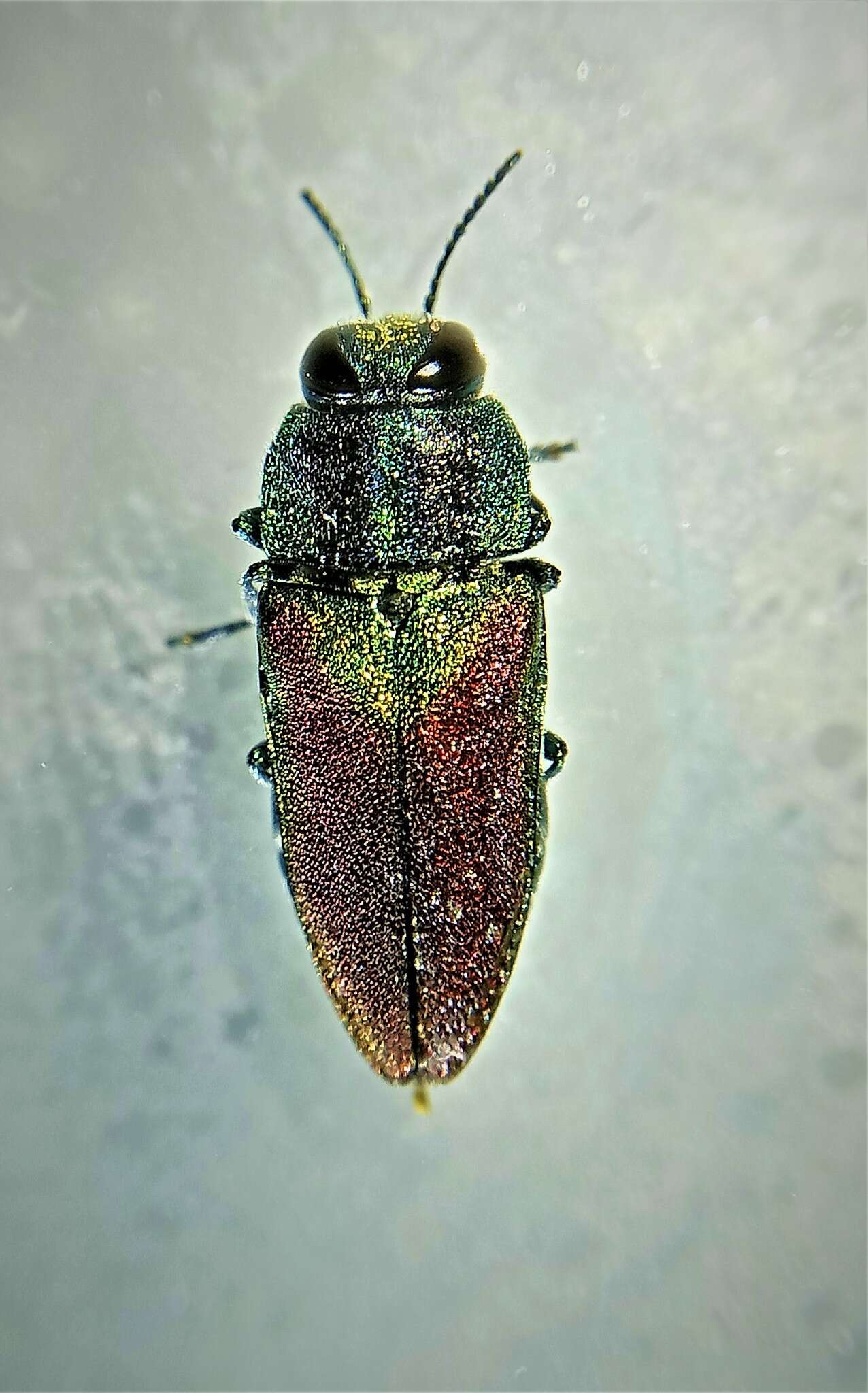 Anthaxia passerinii (Pecchioli 1837) resmi