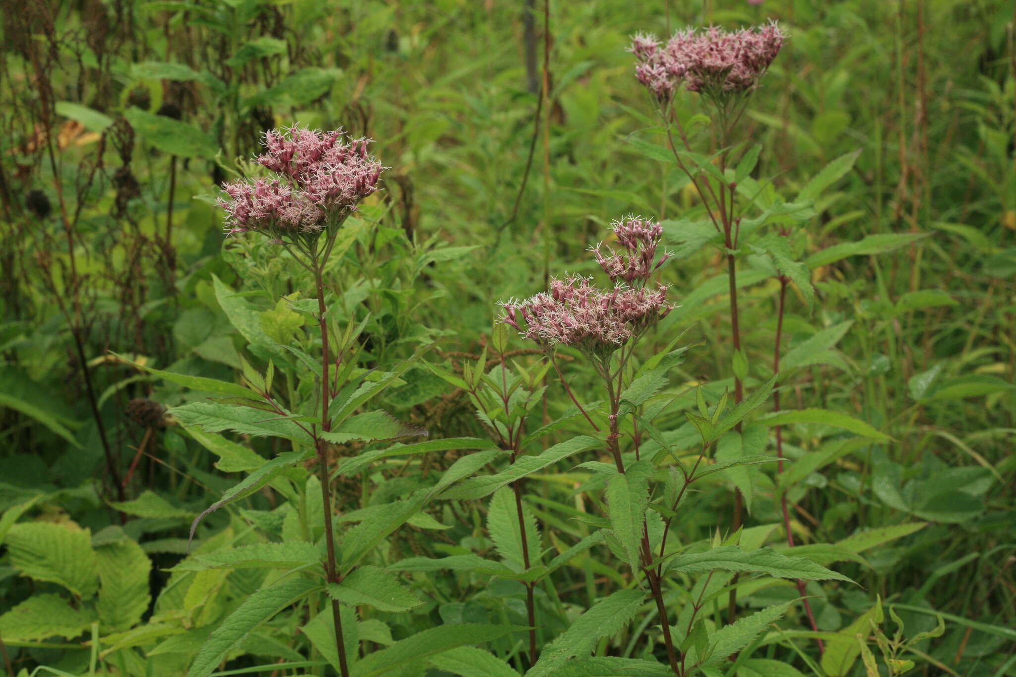 Eupatorium glehnii F. Schmidt ex Trautv.的圖片