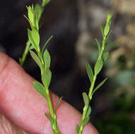 Image de Glossopetalon spinescens var. aridum M. E. Jones