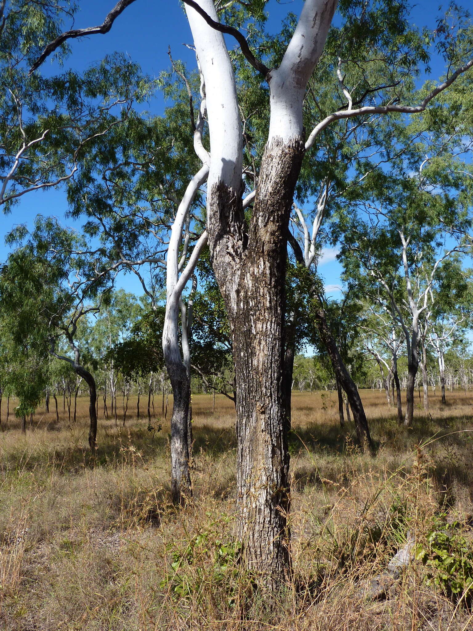 Image of Eucalyptus acroleuca L. A. S. Johnson & K. D. Hill