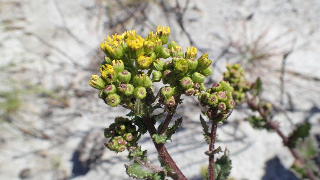 Image de Senecio variifolius DC.