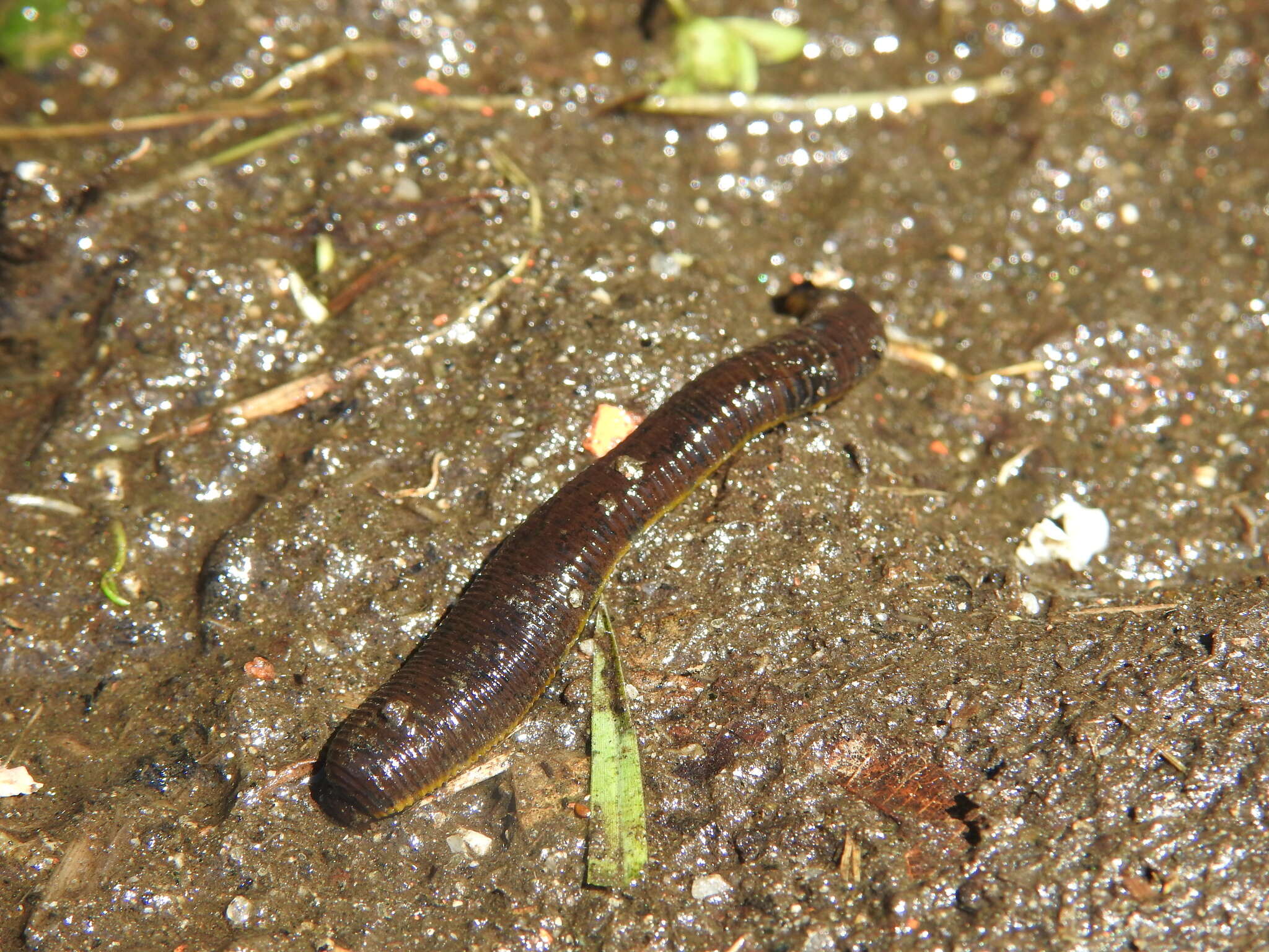 Image de Haemopis sanguisuga (Linnaeus 1758)