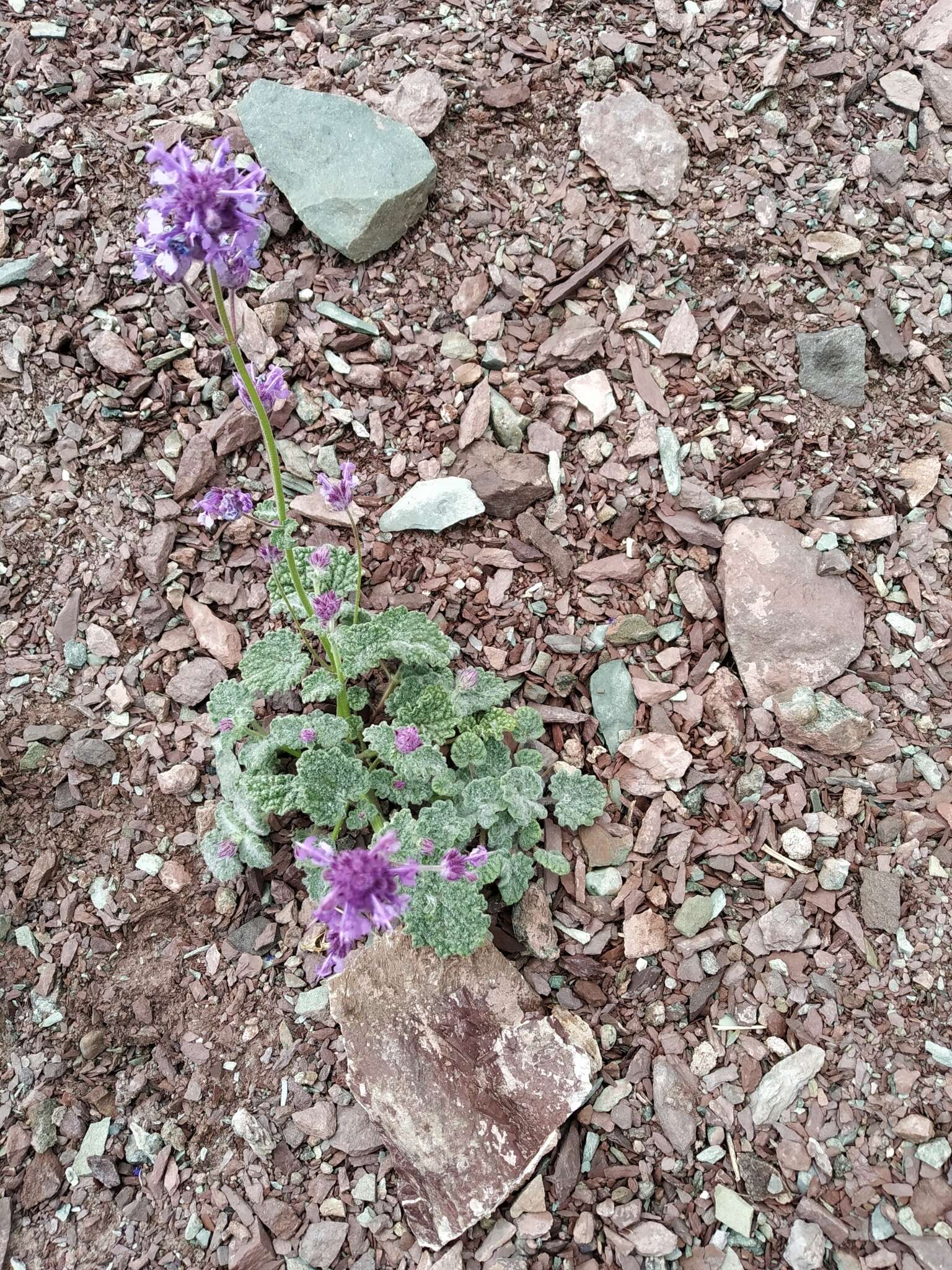 Image of Nepeta floccosa Benth.