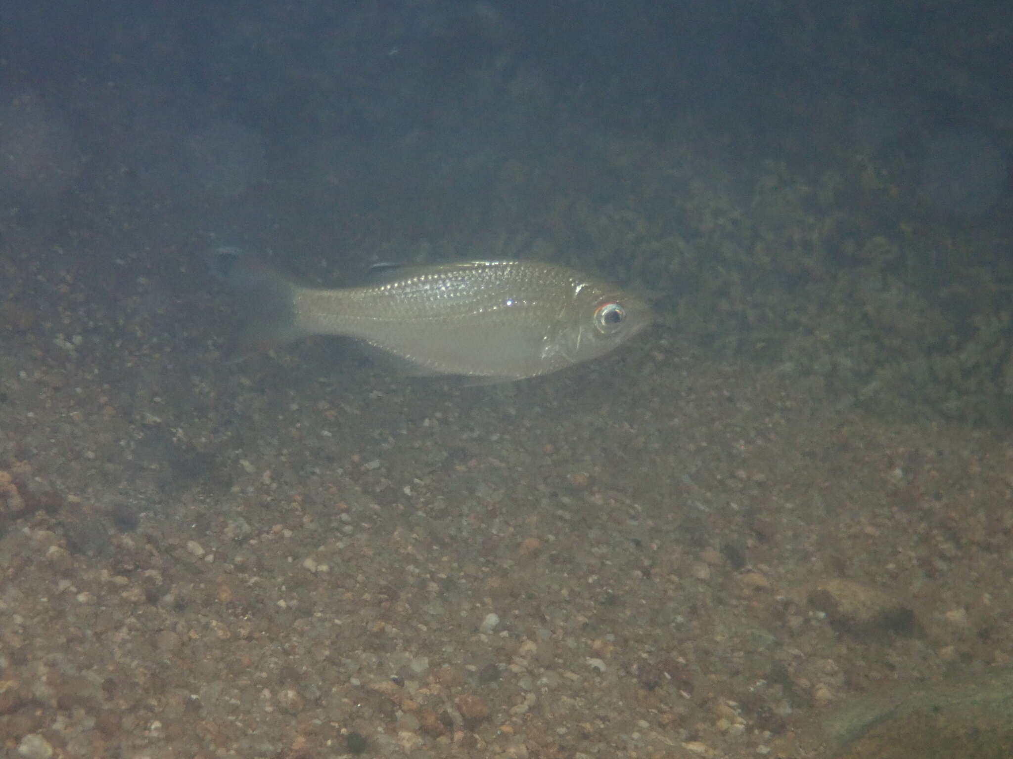 Image of Silver Flagtail