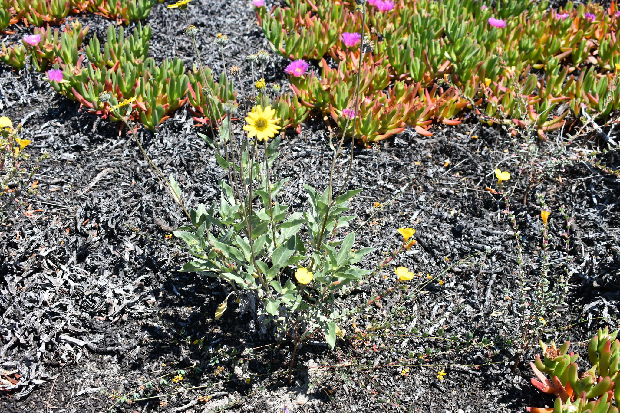 Слика од Helianthus niveus (Benth.) Brandeg.