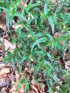 Image of Melampyrum pratense subsp. commutatum (Tausch ex A. Kern.) C. E. Britton