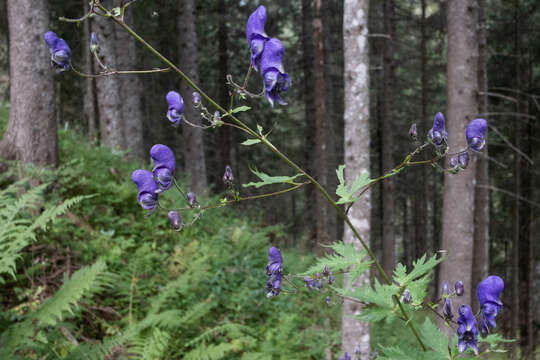 Image of Aconitum nasutum Rchb.