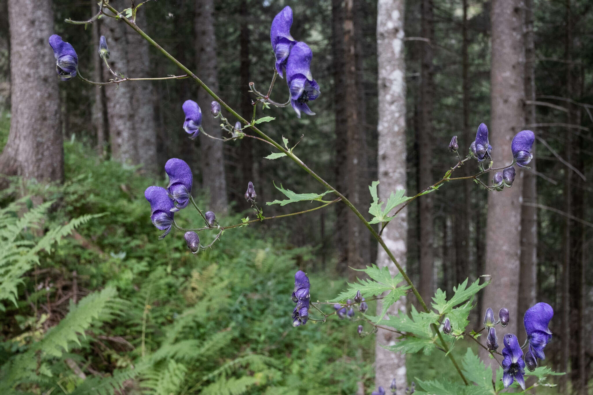 Aconitum nasutum Rchb.的圖片