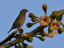 Image of Tiaris olivaceus intermedius (Ridgway 1885)