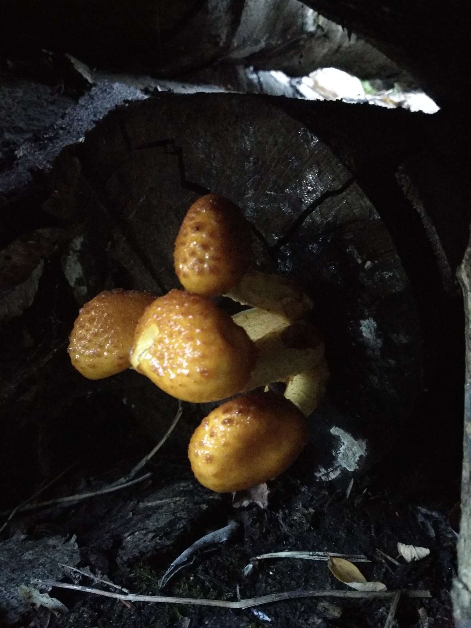 Image of Pholiota adiposa (Batsch) P. Kumm. 1871