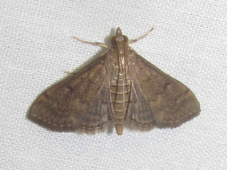 Image of Dusky Herpetogramma