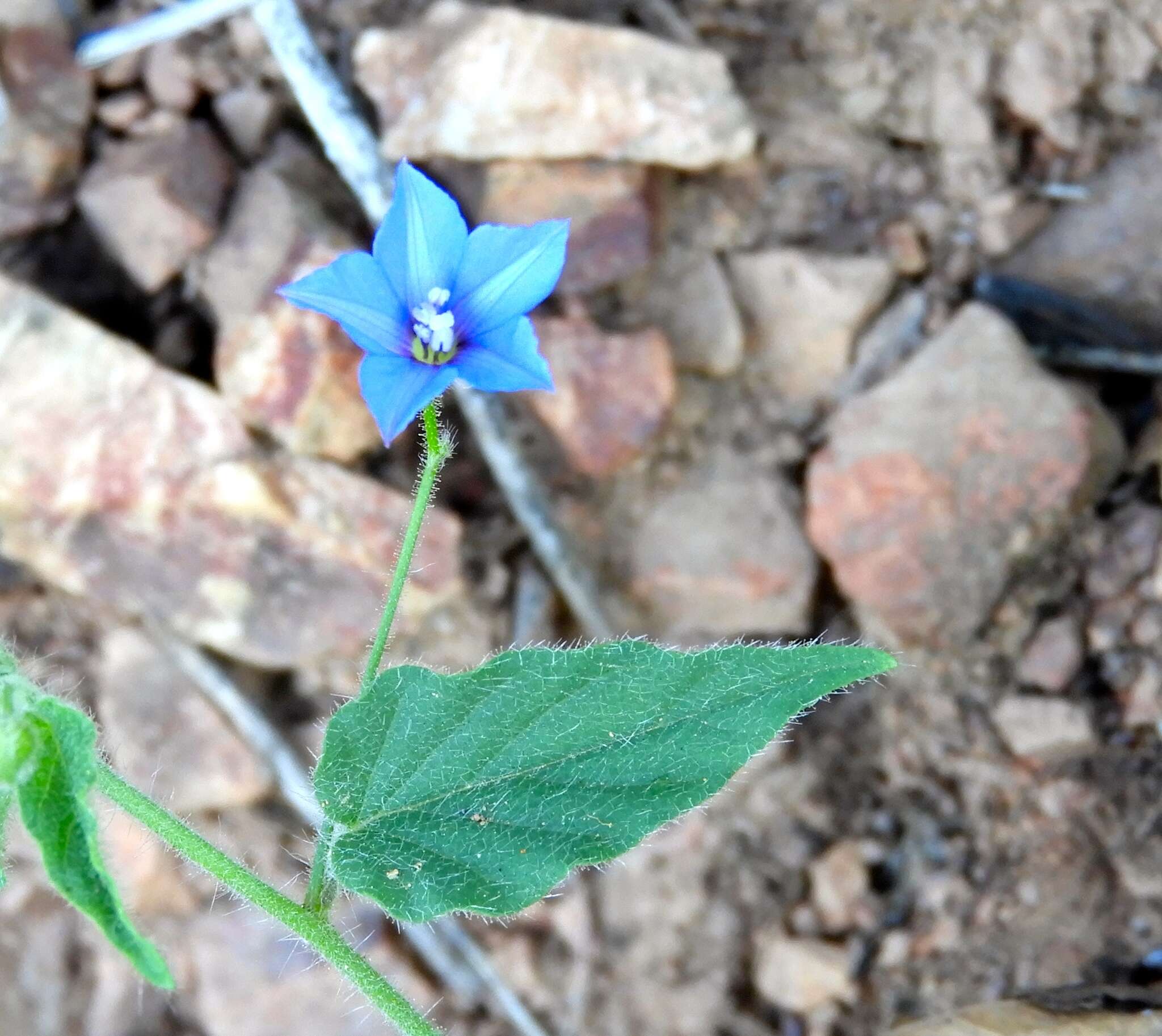 Sivun Jacquemontia evolvuloides (Moric.) Meisn. kuva