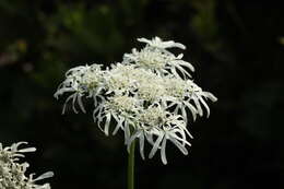 صورة Heracleum apiifolium Boiss.