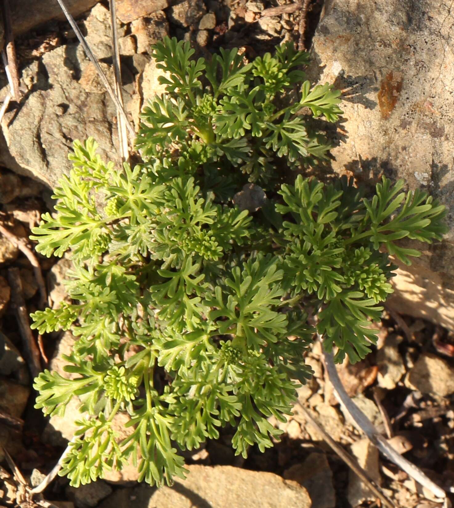 Image of Pelargonium exhibens P. Vorster