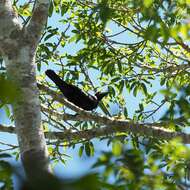 Image of New Caledonian Crow